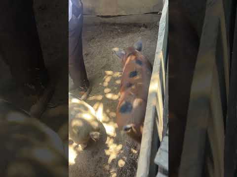 Visita meu Sogro Senhor Antonio Em Tocos do Moji-MG🇧🇷