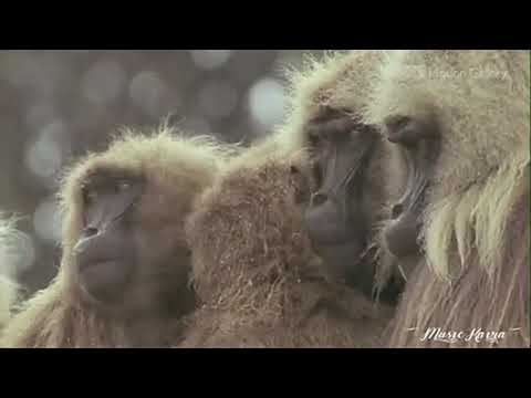 African Skies by Stephen J. Anderson (BBC Motion Gallery footage)