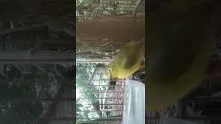 Download lagu call pleci flavus jantan. pancingan pleci flavus pasti nyaut !!! mp3