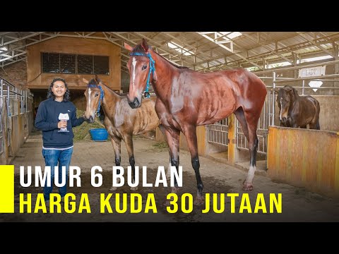 , title : 'Peluang Usaha Ternak Kuda Dari Kuda Pacu,Susu Kuda Dan Breeding Kuda'