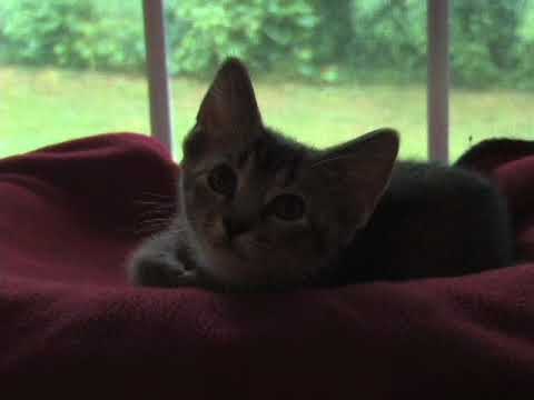 June 4 Tater and the Tots Video 2018