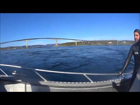 spearfishing  norway 2017 saltstraumen