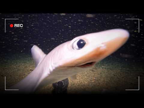 What We Recorded in the Deep Waters of Indonesia at Midnight