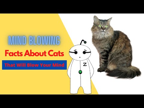 Mind Blowing Facts About Cats | Fun Facts Regarding Cats