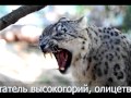 Снежный барс 