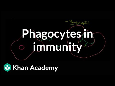 Role of Phagocytes in Innate or Nonspecific Immunity