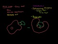 Role of Phagocytes in Innate or Nonspecific Immunity Video Tutorial