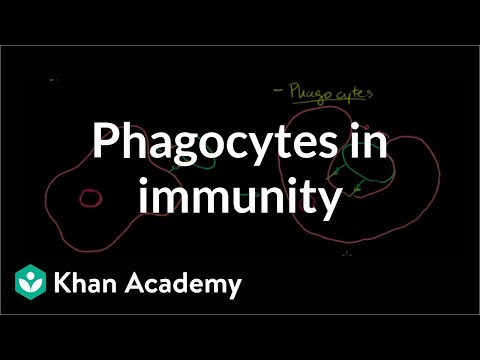 A thumbnail for: Immunology