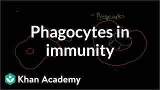 Role of Phagocytes in Innate or Nonspecific Immunity