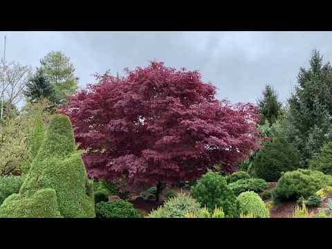 Acer palmatum ...