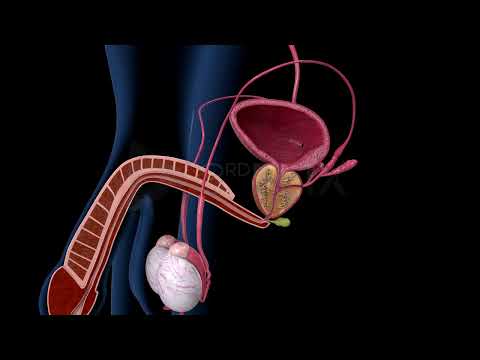 Accessory Glands in Males | Seminal Vesicles, Prostate & Bulbourethral Explained