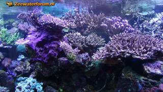 preview picture of video 'Reef aquarium of 21Twan'