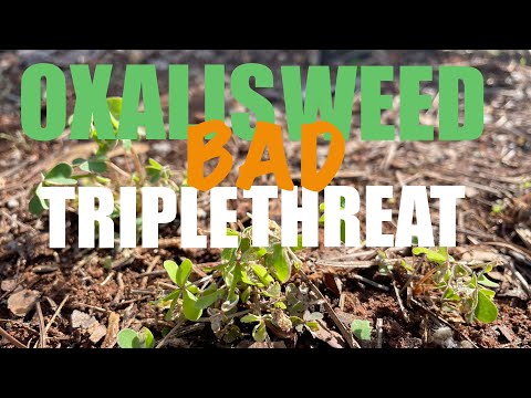 Oxalis Weed: Why Hand Pulling Fails & 1 Tool Wins