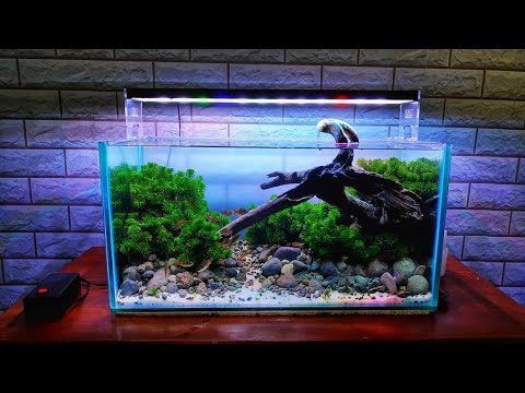 Aquascape Novyj Trend Smotret Onlajn Na Sajte Trendovi Ru