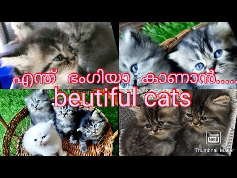cute & beautiful cats||JN drops