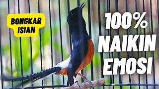 Download lagu MURAI BATU GACOR FULL ISIAN TEMBAKAN KASAR MEWAH SANGAT AMPUH MEMANCING EMOSI MURAI BATU mp3