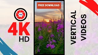 Download lagu Beautiful purple flowers at hill sunset | Nature Flowers Footage |FREE non-copyright vertical videos mp3 Download lagu Beautiful purple flowers at hill sunset | Nature Flowers Footage |FREE non-copyright vertical videos mp3