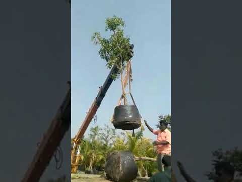 Well watered,fast growth ready made garden plant