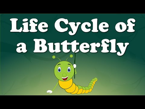 Life Cycle of a Butterfly