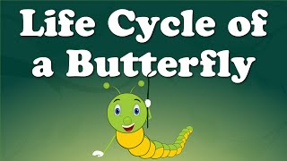 Life Cycle of a Butterfly