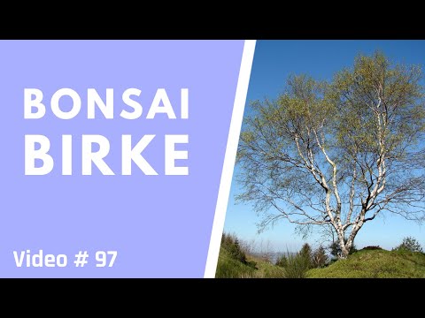 Bonsai aus Birke: Wie man eine Birke zum Bonsai macht und Gewinnspiel für einen einzigartigen Felsen