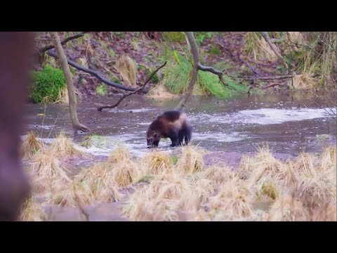 Now Theres A Legislative Push As Colorado Considers Introducing Wolverines Back Into The Wild