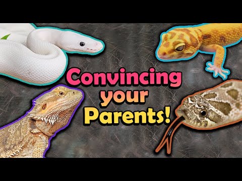 How to Convince your Parents to let you get a Reptile!