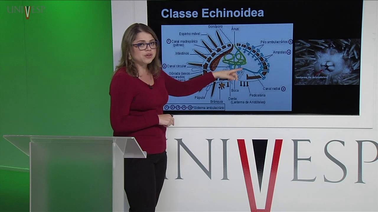 Zoologia de Invertebrados - Aula 26 - Filo Echinodermata II