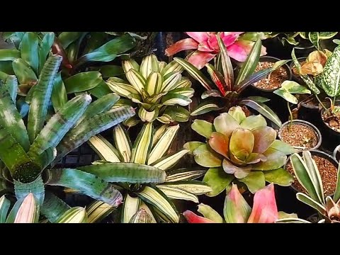 How to Repot Bromeliad ll Bromeliad Potting Mix ll Bromeliad Repotting Process ll