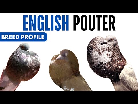English Pouter Pigeon — breed profile