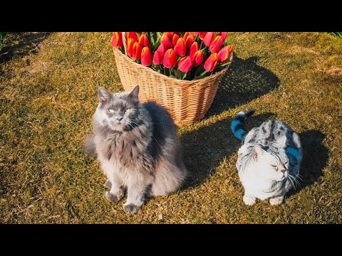 Doofu und Apollo zeigen ihrer Schwester wie man spielt