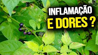 A PLANTA que muita gente vê no quintal sem saber o VALOR que ela tem