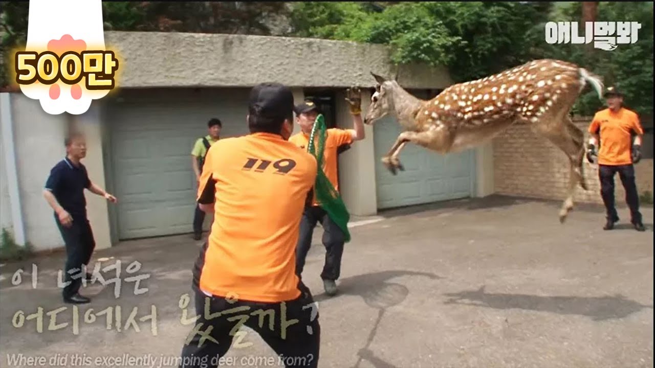 A deer in the middle of a city! And even a tranquilizer gun..