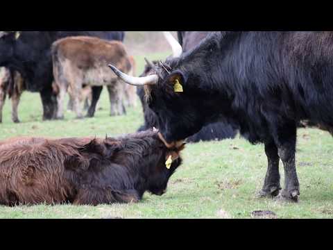 Heck cattle at the Ice Age Wild Park Neandertal (Neander Valley)