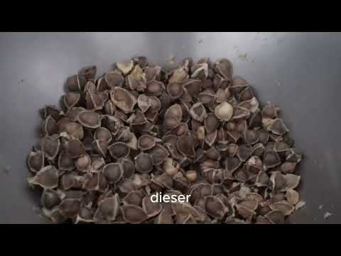 So entsteht mein reines Moringa-Öl