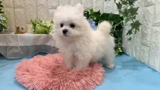 ハーフ犬の動画01
