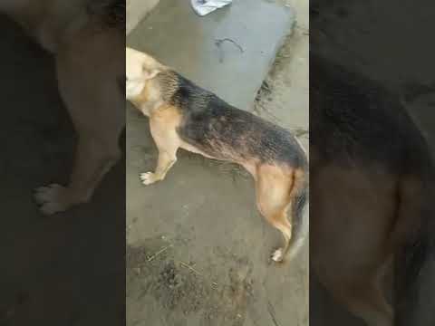 #ilovemydog ❤️❤️