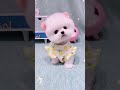 Cute Teacup Puppy Bathing And Grooming Pet Lovers