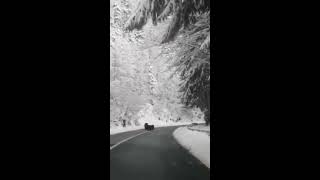 VIDEO: Pui de urs filmați pe Transfăgărășan de un sibian 1 video
