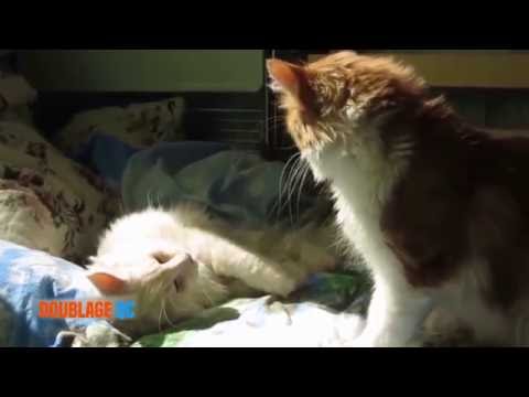 DoublageQc - Les chats idiots 2