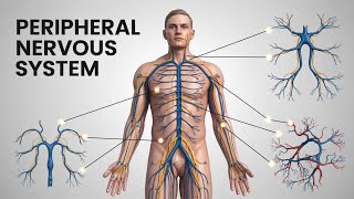 Peripheral Nervous System | cns and pns | cranial and spinal nerves | ganglia
