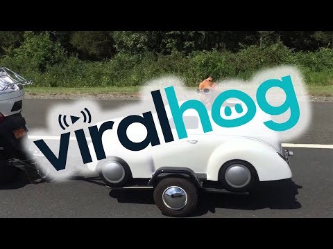 Dog Has His Own Ride || ViralHog Video