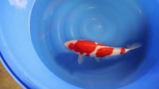 video van Sandan Kohaku KO-V23-01296