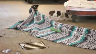 Download lagu Jack Russell Terrier Puppies For Sale mp3