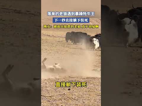 落單的老狼遇到暴躁牦牛王，下一秒直接躺下裝死，網友：被趕出狼群的老狼真不容易啊 #大熱門 #共鳴
