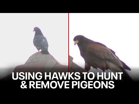 'Tony Hawk' helps remove pesky pigeons from Arizona homes