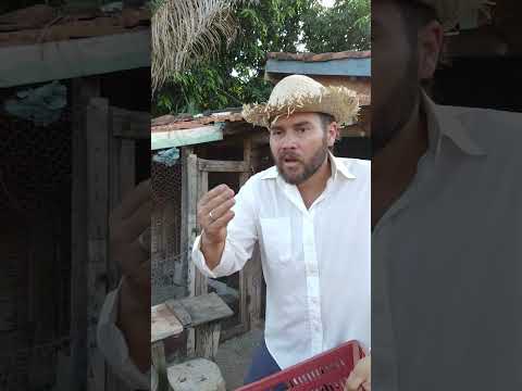 o cavalo salvou o filhote 🐎👏😂 #comedy #funny #shorts #animals #viral