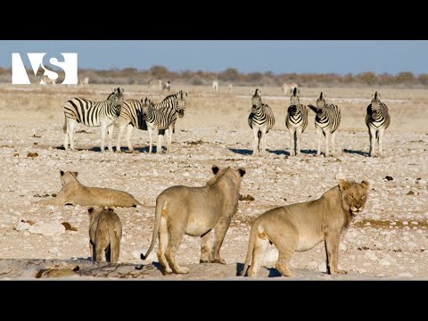 OKAVANGO | Das Erwachen des Wildlebens mit der Ankunft des Wassers – Tierdokumentation