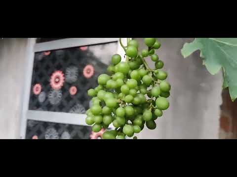 Indiagro product results