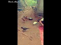 Virall Santri Salafi Tiap Hari Makan Sama Ayam